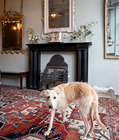 DDL_190126_RaccoonLondon-9347_websizethumb